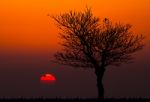 Silhouettes Of Dead Tree Against Sunset Background Stock Photo