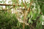 Koala In A Eucalyptus Tree Stock Photo