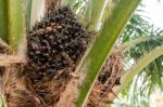 Oil Palm Fruits In The Palm Tree Stock Photo