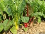 Swiss Chard Stock Photo