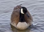 Beautiful Image With A Cute Canada Goose In The Lake Stock Photo