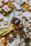 Ant Outside In The Garden Stock Photo