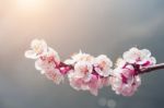 Cherry Blossom With Soft Focus, Sakura Season Background In Spring Stock Photo