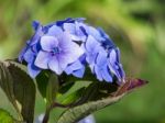 Common Hydrangea (h Macrophylla) Stock Photo