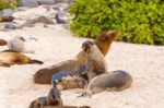 Sea Lion In Galapagos Islands Stock Photo