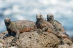 Marine Iguana On Galapagos Islands Stock Photo