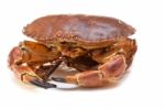 Cancer Pagurus Sea Crab On White Background Stock Photo