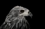 Close Up Red Hawk.black And White Stock Photo