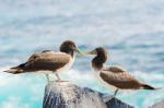 Juvenile Nazca Booby In Galapagos Stock Photo