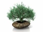 Bonsai Tree Stock Photo