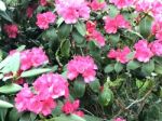 Rhododendron-flowers,in Park Stock Photo