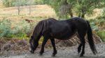 Exmoor Pony In The  Ashdown Forest In Autumn Stock Photo