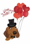 Happy Valentine's Day. Love Card With Sausage Dog Stock Photo