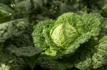 Organic Vegetables Garden Stock Photo