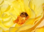 A Bee On A Flower Stock Photo