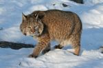 Bobcat Stock Photo