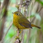 Female Golden Bush Robin Stock Photo