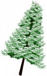 Pine Tree Stock Photo