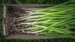 Green Onions In The Box Stock Photo