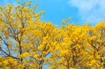 Yellow Flowers Bloom In Spring Stock Photo