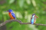 Blued-eared Kingfisher Stock Photo