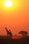 Giraffe - African Wildlife Background - Grace And Elegance Of Color Stock Photo