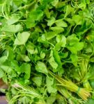 Gotu Kola Herb In Market Thailand Stock Photo