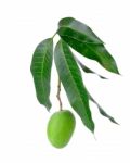 Small Green Mango Isolated On A White Background Stock Photo