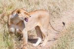 Lion  In Serengeti Stock Photo