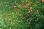 First Fruit On A Flowering Pomegranate Tree Stock Photo