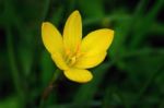 Rain Lily Stock Photo