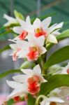 A Tender White Orchid Stock Photo
