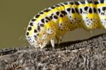 Cabbage Caterpillar Stock Photo