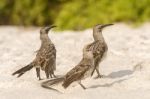 Galapagos Hood Mockingbird Stock Photo