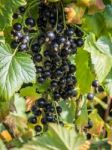 Bunch Of Blackcurrants Ripening In The Sun Stock Photo