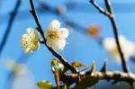 White Apricot Blossom With Blue Sky Stock Photo