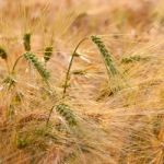 Golden Wheat Field Stock Photo