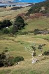 Otago Peninsula Stock Photo