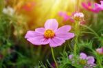 Purple Cosmos Flower Stock Photo