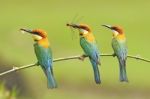 Chestnut-headed Bee-eater Stock Photo