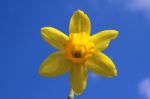 Daffodil Stock Photo