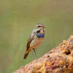 Male Bluethroat Stock Photo