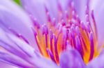 Macro Pollen Of Purple Lotus ( Nymphaea Nouchali ) Stock Photo