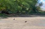 Black Stilt (himantopus Novaezelandiae) Stock Photo