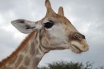 Giraffe Stock Photo