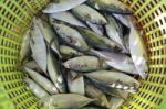 Fresh Fish In Basket Stock Photo