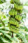 Bunch Of Raw Bananas Stock Photo