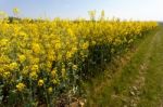 Rape In The Essex Countryside Stock Photo