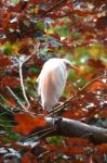 Bird In A Bush Stock Photo