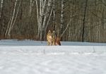 Coyote  Stock Photo